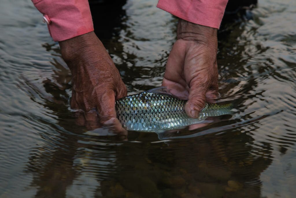 Mekong Fish