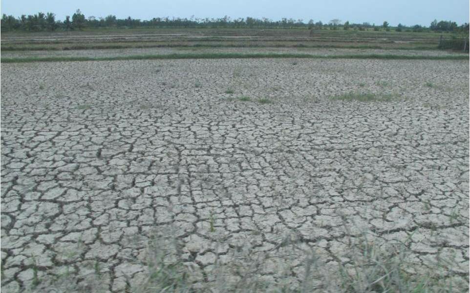 The result of Salination and Drought - Viet Nam Delta hit with a double dose of extreme water conditions April 2016: Photo Oxfam Viet Nam